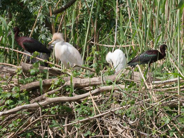 <h3><a href="/trips/extramadura/biota/animalia/chordata/aves/015 pelecaniformes/002 ardeidae/bubulcus ibis/bubulcus ibis-nl.html">Bubulcus&nbsp;ibis</a> / Western&nbsp;cattle&nbsp;egret / Koereiger</h3>OM-1 Mark II met OLYMPUS M.150-400mm F4.5, 1/2000 sec  bij F4.5, ISO 400, afstand 85.8&nbsp;m